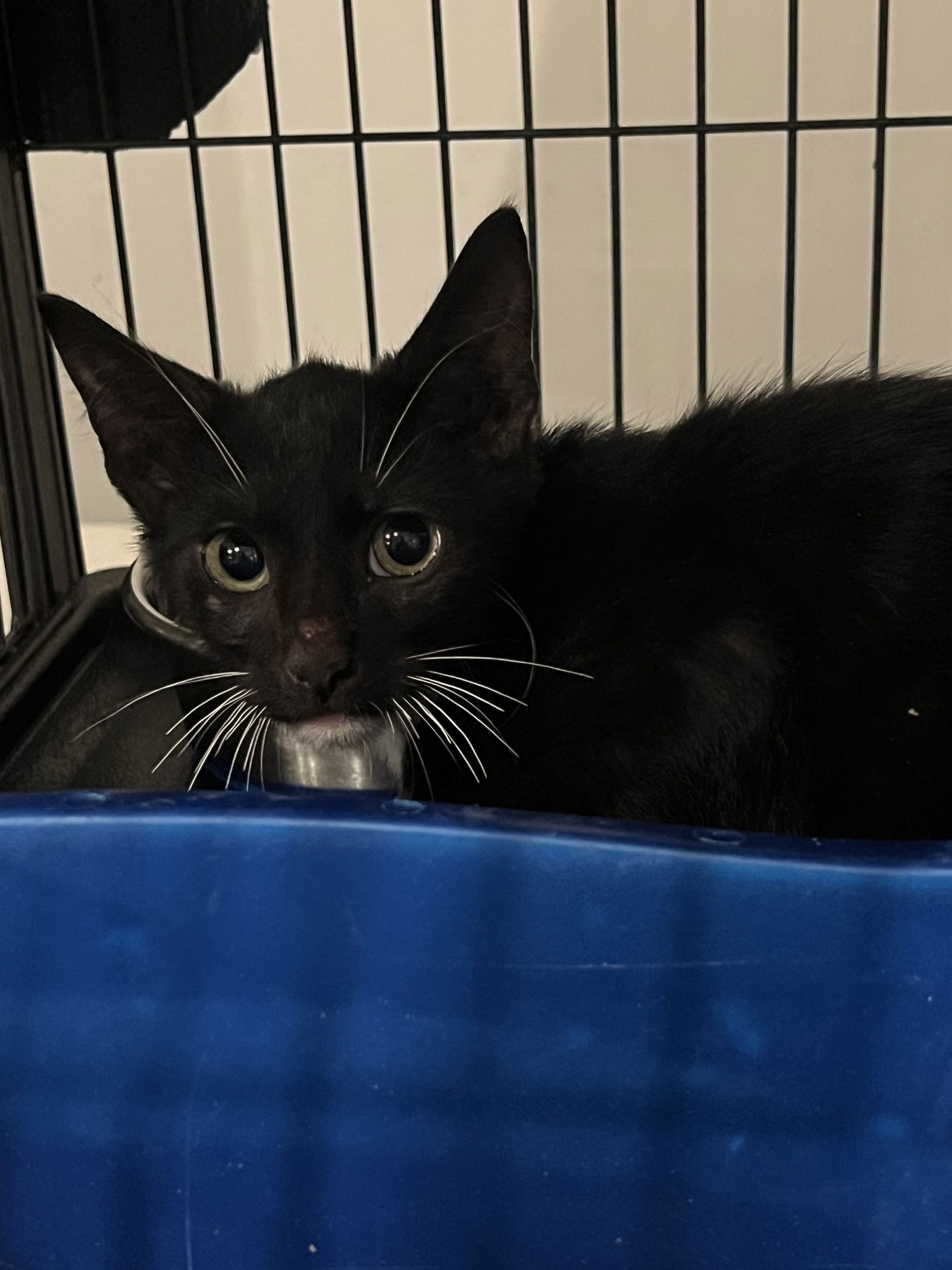 adoptable Cat in Naples, FL named Thunder