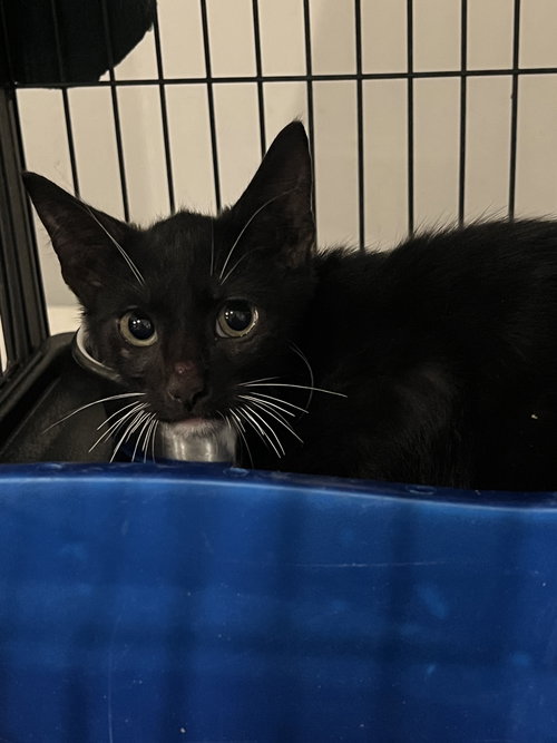 THUNDER - Domestic Short Hair available for adoption