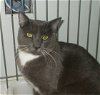 adoptable Cat in  named Mr Cool
