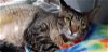 adoptable Cat in naples, FL named Cheyenne