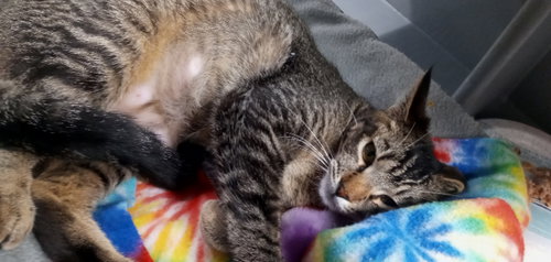 CHEYENNE - Domestic Short Hair available for adoption
