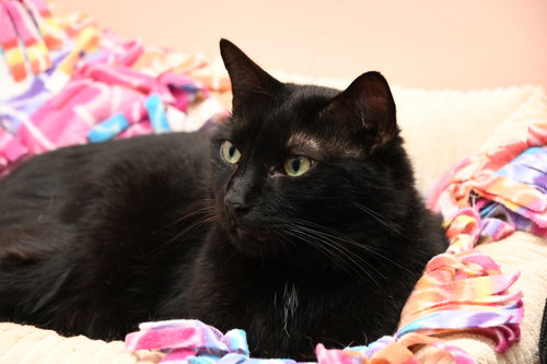 BIG PAPA - American Shorthair available for adoption