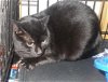 adoptable Cat in naples, FL named Jayne