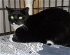 adoptable Cat in naples, FL named Coraline