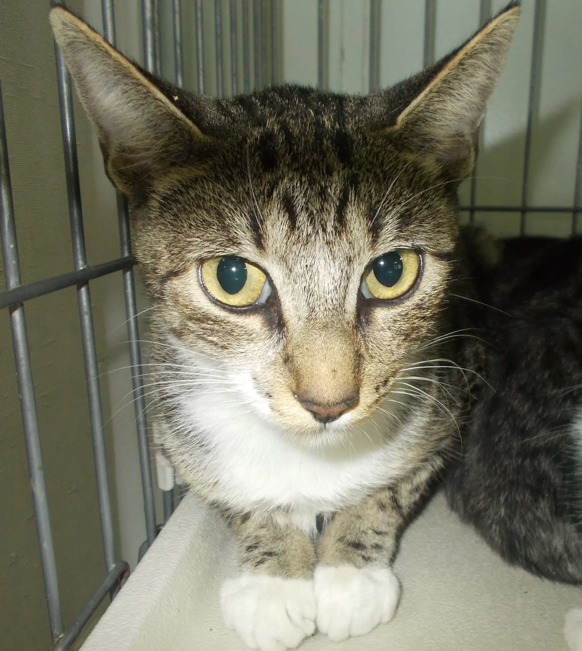 Libby - American Shorthair