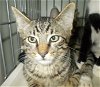 adoptable Cat in naples, FL named Delmonte