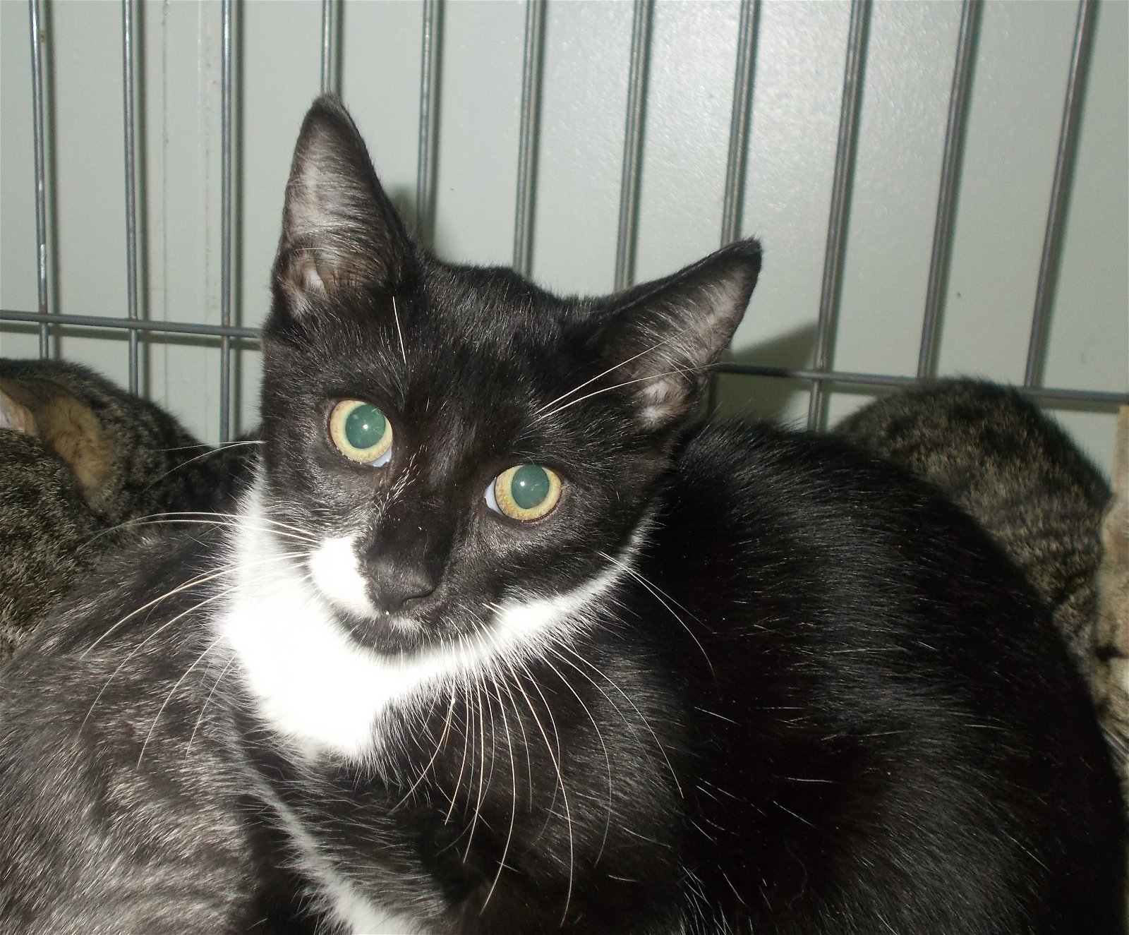 adoptable Cat in Naples, FL named Heinz