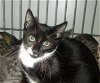 adoptable Cat in naples, FL named Heinz