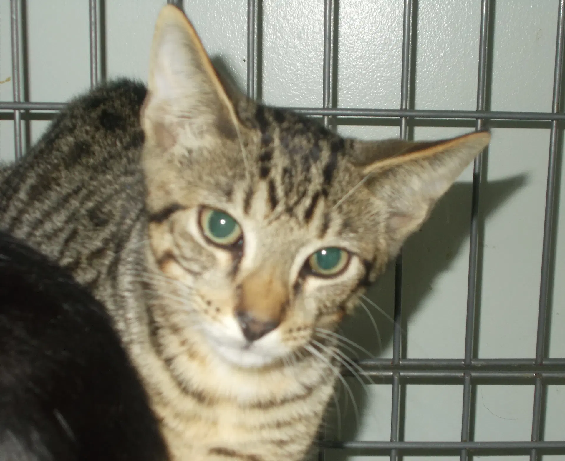 Kellogg - American Shorthair