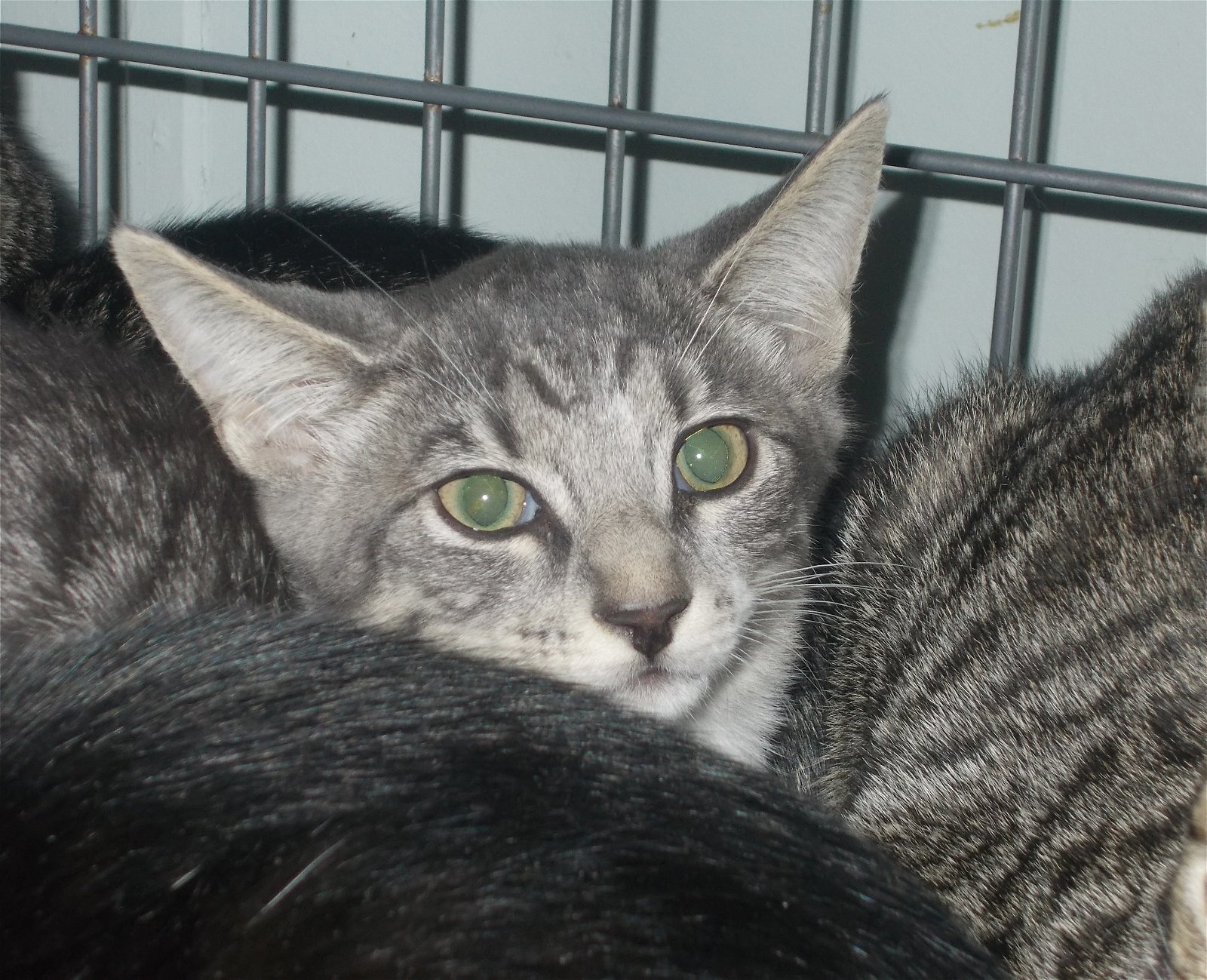 adoptable Cat in Naples, FL named Pillsbury
