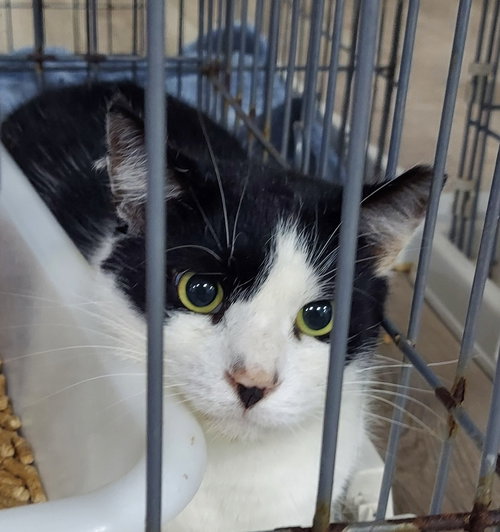 JESSE - Domestic Medium Hair available for adoption
