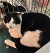 adoptable Cat in naples, FL named Jesse