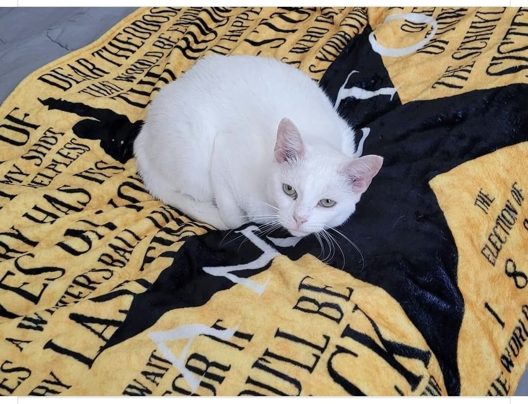 adoptable Cat in Naples, FL named Everest