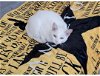 adoptable Cat in naples, FL named Everest