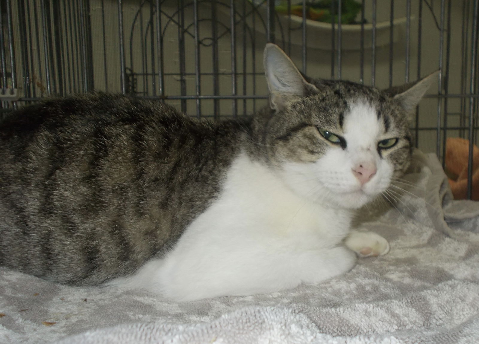 adoptable Cat in Naples, FL named Pretzel