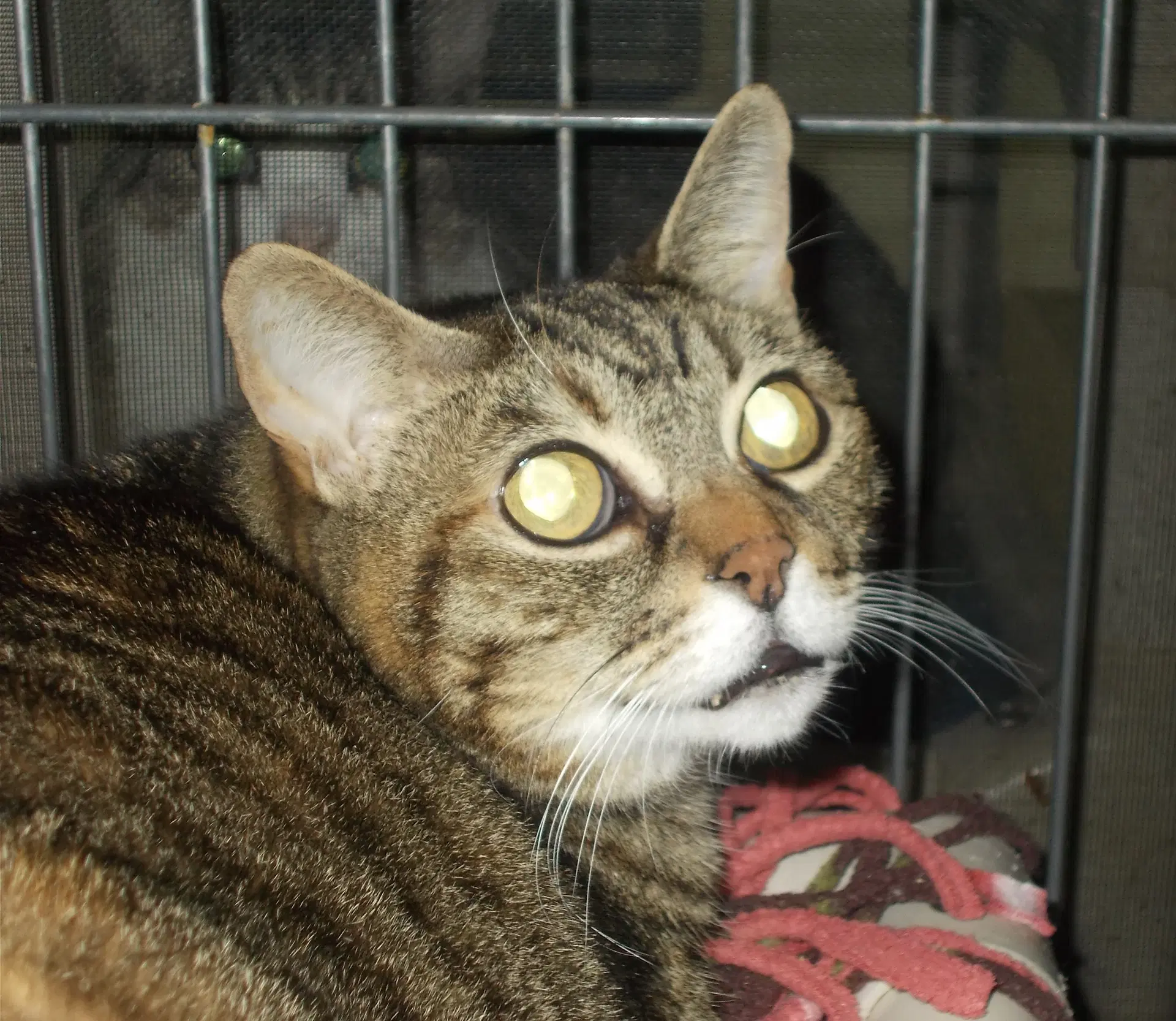 Nancy - American Shorthair