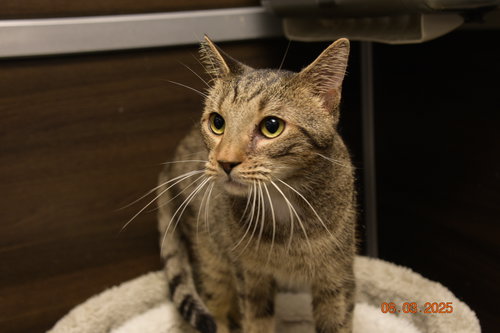TITO - American Shorthair available for adoption