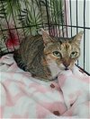 adoptable Cat in  named Ginger (Bahamas)