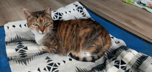 GINGER (BAHAMAS) - American Shorthair available for adoption