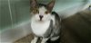 adoptable Cat in naples, FL named Beatrice