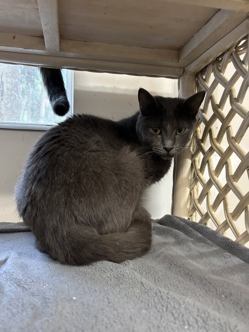 BITTER BLUE - American Shorthair available for adoption