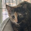 adoptable Cat in  named Hot Tamale
