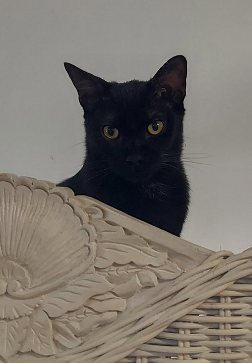 SLINGSHOT - Domestic Short Hair available for adoption