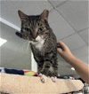 adoptable Cat in naples, FL named Flower Boy