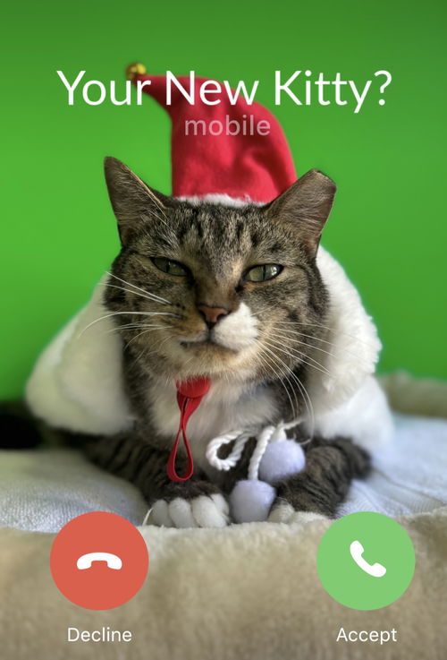 picture of the cat needing adoption