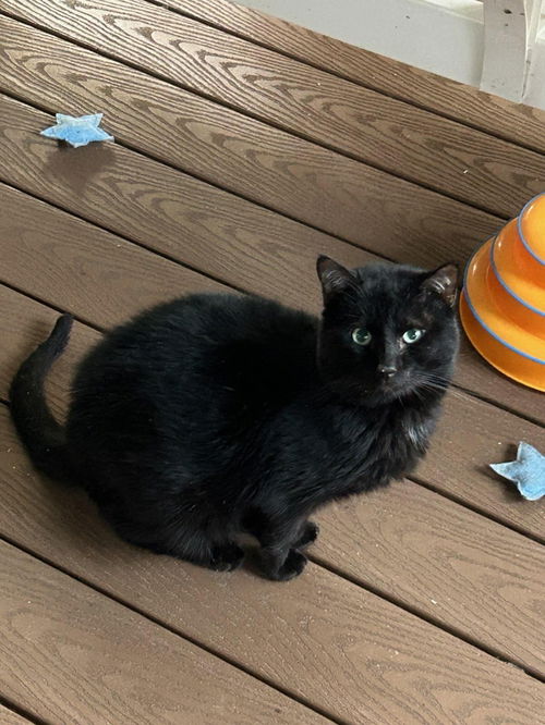 picture of the cat needing adoption