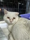 adoptable Cat in naples, FL named Aspen