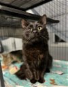 adoptable Cat in naples, FL named Thor