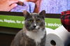 adoptable Cat in  named Mango