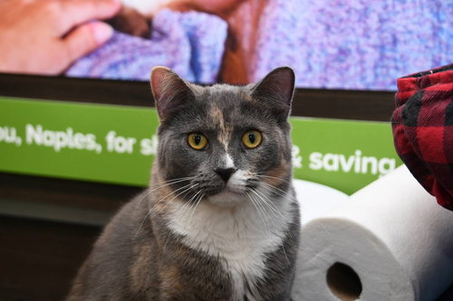 picture of the cat needing adoption