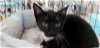 adoptable Cat in naples, FL named Dorothy