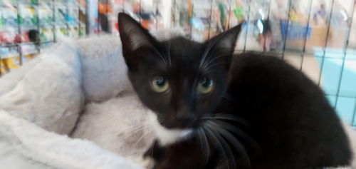 picture of the cat needing adoption