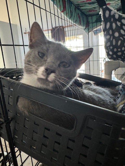 adoptable Cat in Naples, FL named Biscuit