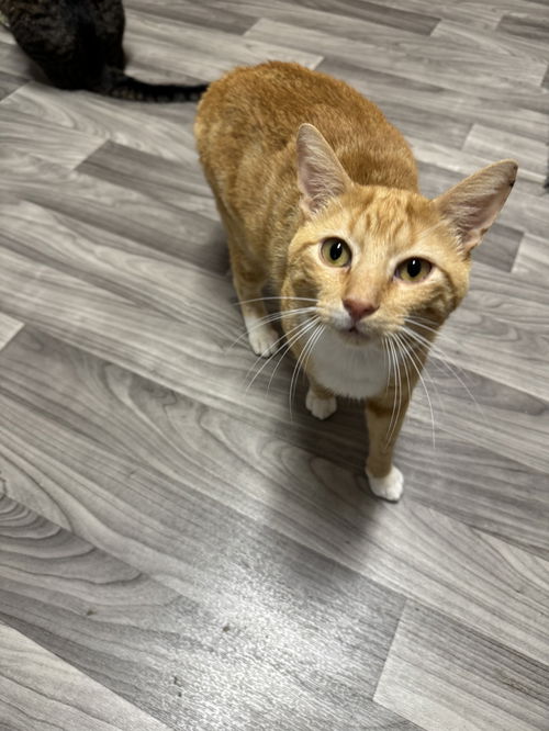 picture of the cat needing adoption
