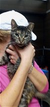 adoptable Cat in naples, FL named Sweetness
