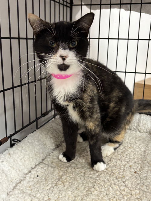 picture of the cat needing adoption