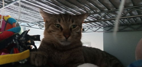 picture of the cat needing adoption