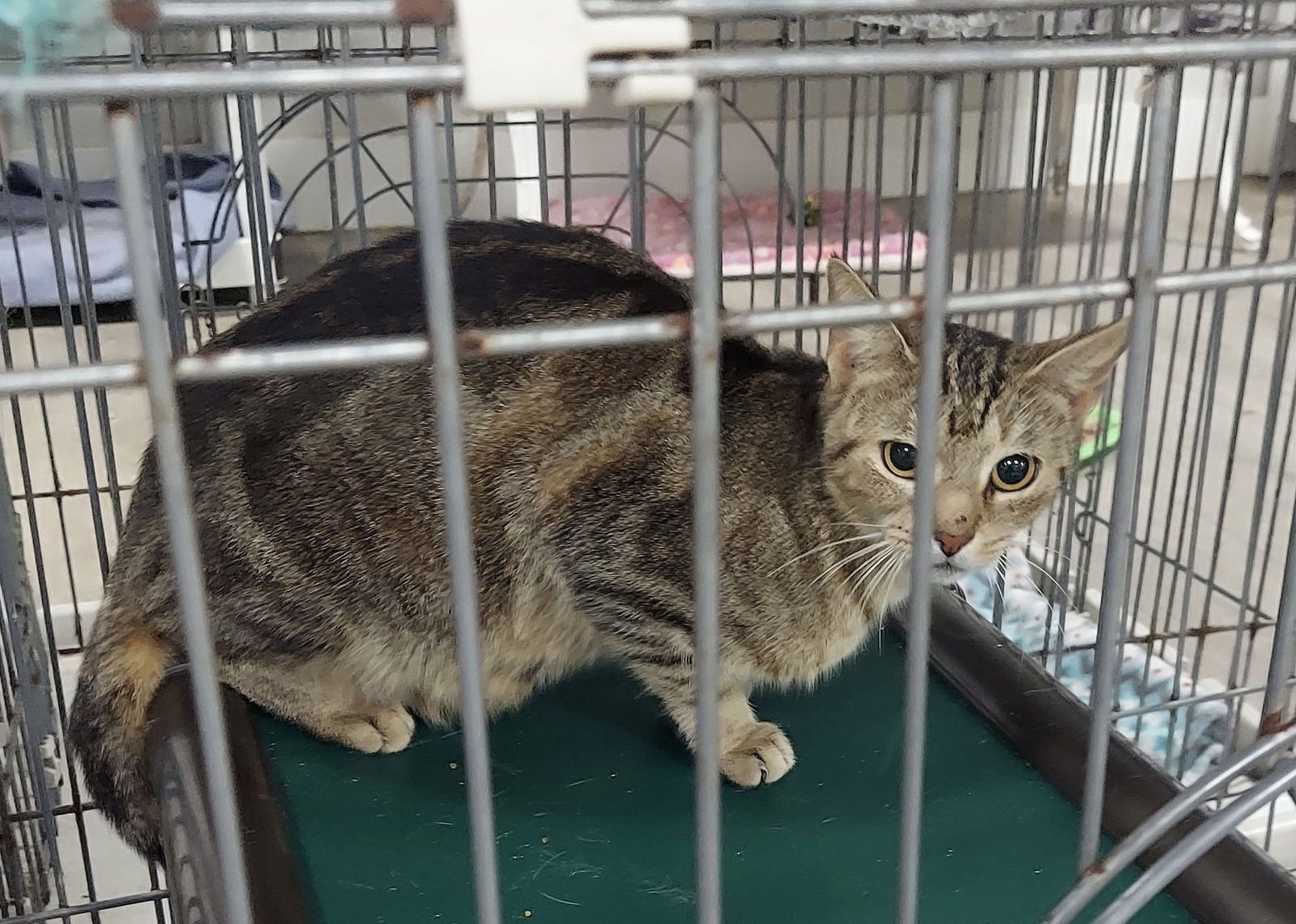 adoptable Cat in Naples, FL named Nascar