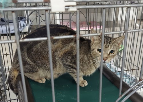picture of the cat needing adoption