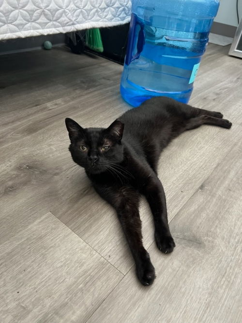 picture of the cat needing adoption