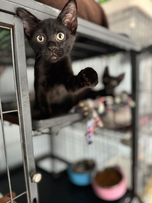 picture of the cat needing adoption