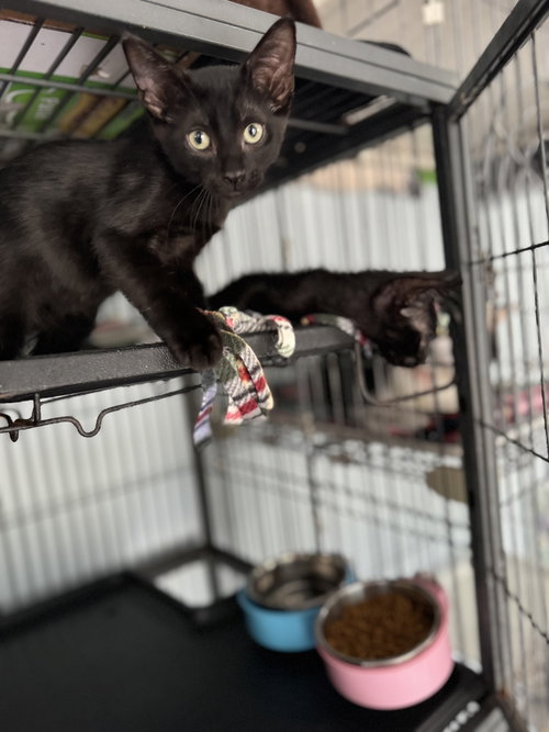 WILLIAM - Domestic Short Hair available for adoption