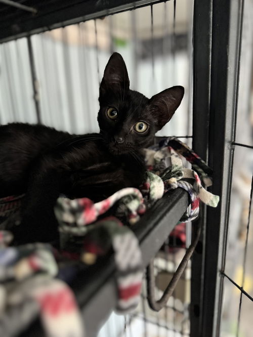 picture of the cat needing adoption