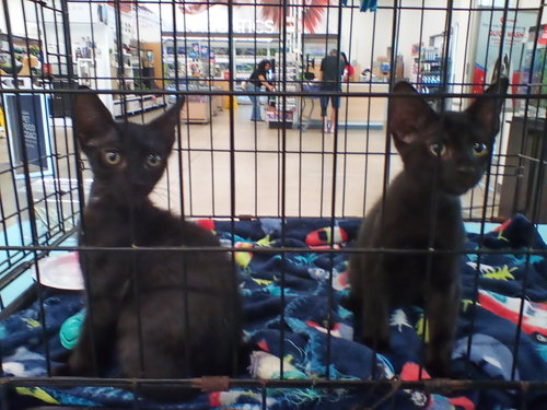 WILEY - Domestic Short Hair available for adoption