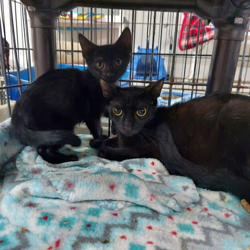 MIKE - American Shorthair available for adoption
