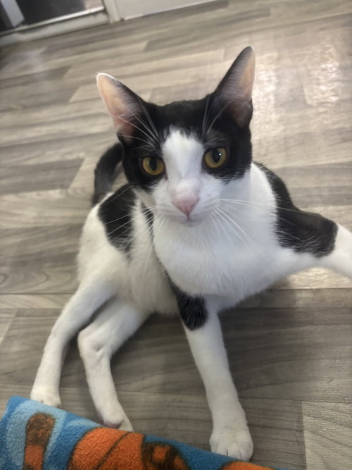 picture of the cat needing adoption